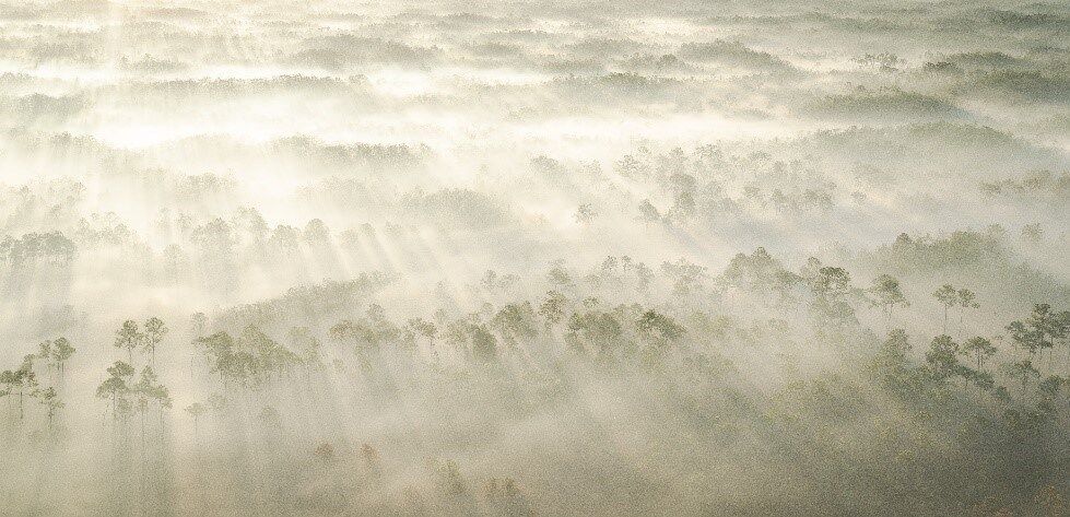The sun pushes through the smoke over the pines.